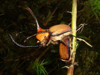 Bamboo Beetles, Dynastes sp.