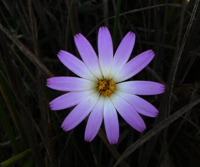 Composite Flower