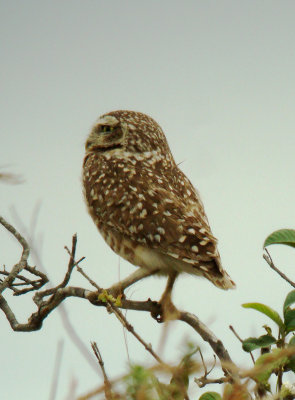 Burrowing Owl, Athene cunicularia