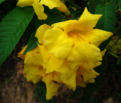 Flower, Lomas de Arena