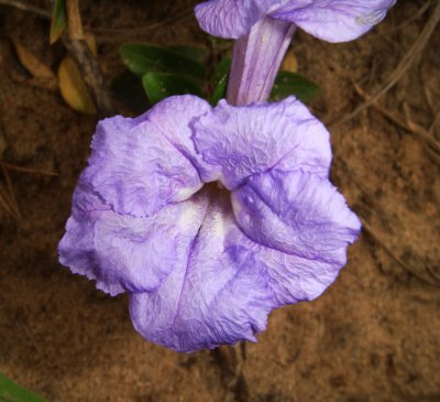 Morning Glory Flower, Lomas de Arena