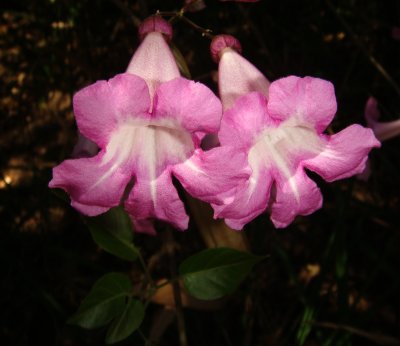 Bignoniaceae Flower, Santa Cruz Botanic Garden