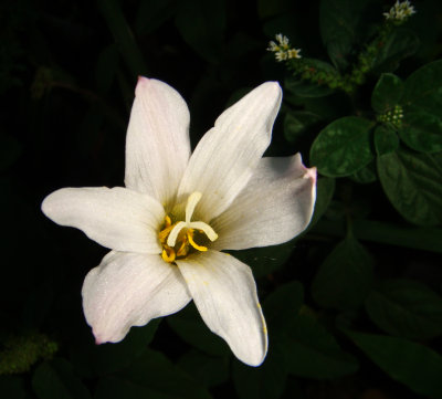 Flower, Santa Cruz Botanic Garden