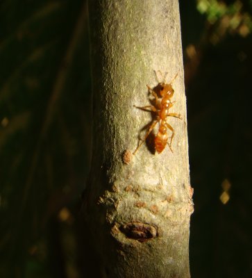 Triplaris sp. and  Ant