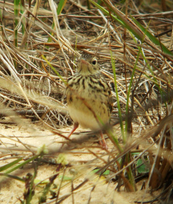 Yellowish Pipit, chick, Anthus lutescens