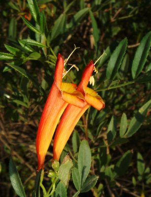 Flower, Comarapa Area