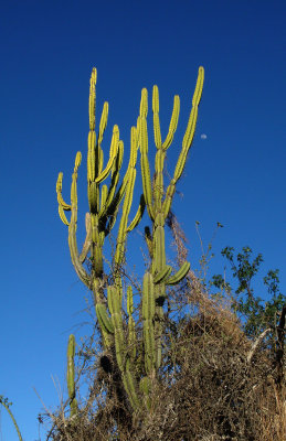 Cactus, Comarapa Area