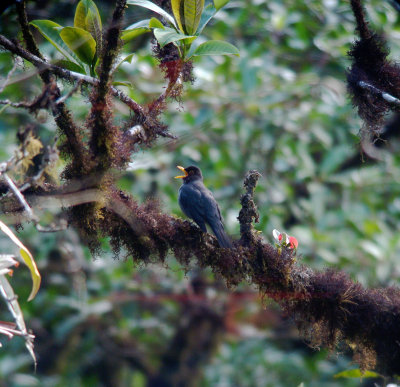 Andean Slaty-Thrush