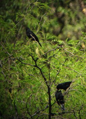 Bolivian Blackbird