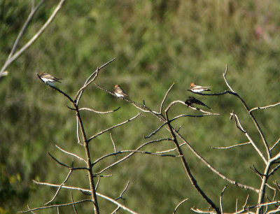 Tawny-headed Swallow