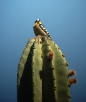 White-fronted Woodpecker