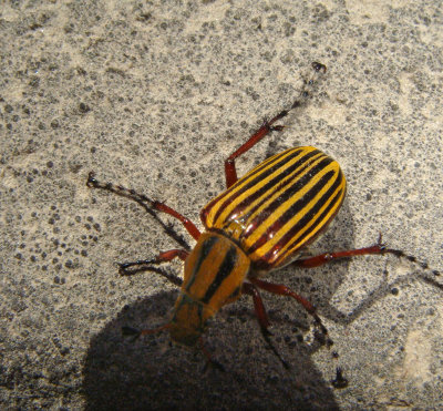 Beetle, Chapare Road