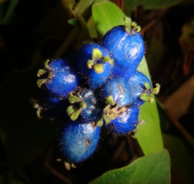 Blue Berries, Chapare Road