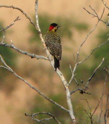 Golden-breasted Woodpecker