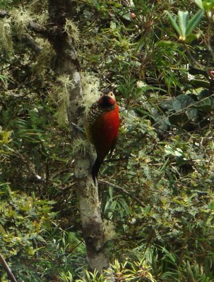 Crimson-mantled Woodpecker,  Coroico Road