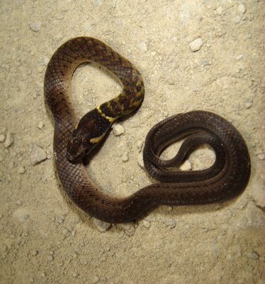 Snake, Coroico Road