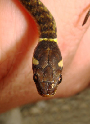Snake, Coroico Road