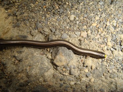 Snake or Legless Lizard, Coroico Road