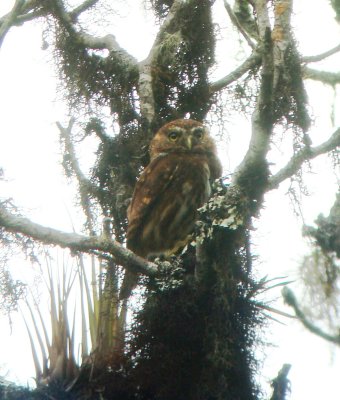 Yungas Pygmy Owl,  Coroico Road