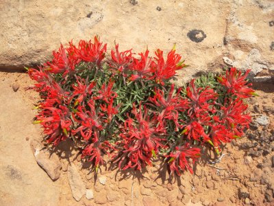 Indian Paintbrush, Castilleja sp