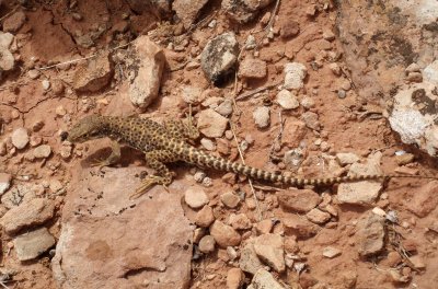 Long-nosed Leopard Lizard, Gambelia wislizeni