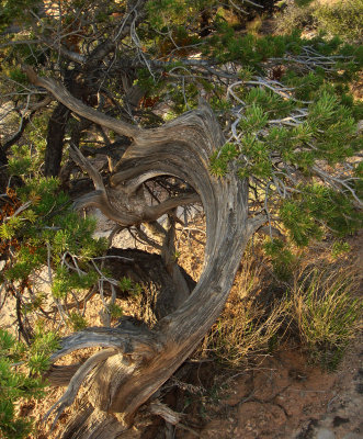 Pinyon Pine, Pinus edulus