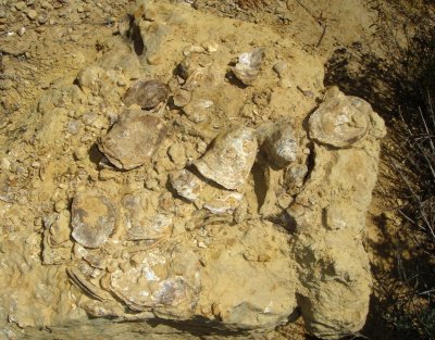 Fossil Oysters in the Dakota Formation