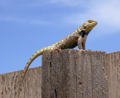 Collared Lizard