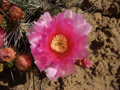 Prickly Pear Cactus, Opuntia sp.