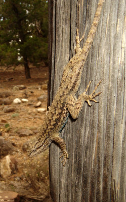 Western Fence Lizard, Sceloporus occidentalis