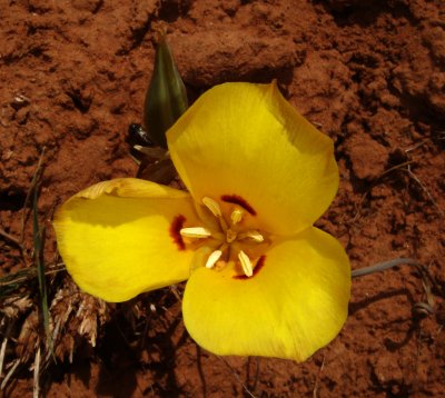 Yellow Sego Lily, Calochortus nuttalli