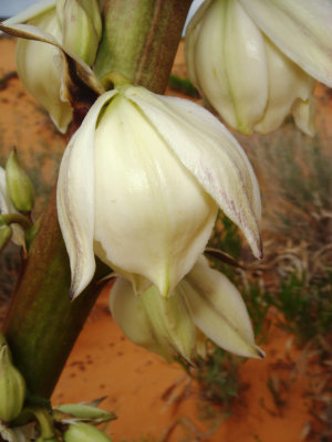 Yucca