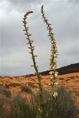 Yucca