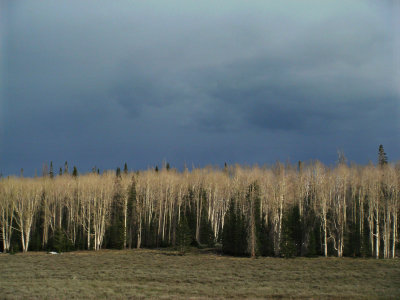 Aspen