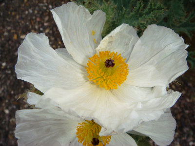 White Prickly Poppy, Argemone albiflora
