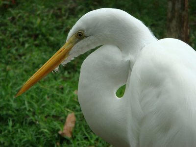 Great Egret