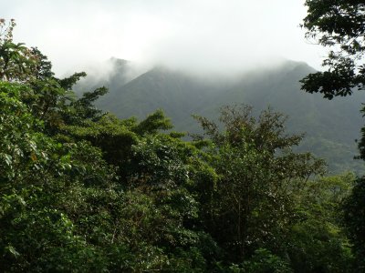 Forest around Canopy Lodge