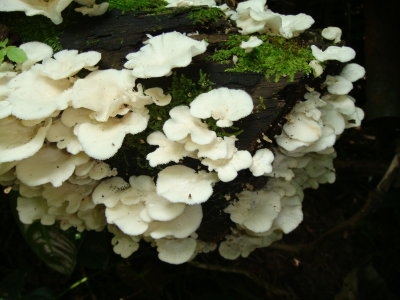 Fungus on rotting log
