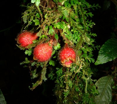 fruit on tree stem