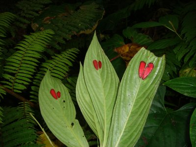 Leaves Lower Side