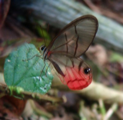 Clear wing Butterfly