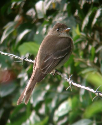 Tropical Pewee