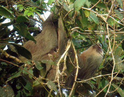 Two-toed Sloth