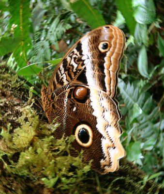 Caligo Butterfly