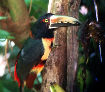 Collared Aracari