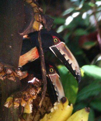 Collared Aracari