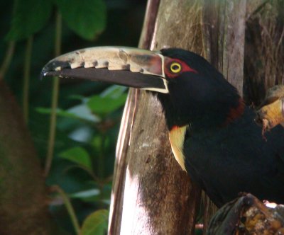 Collared Aracari