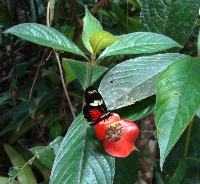 Butterfly on Hot Lips