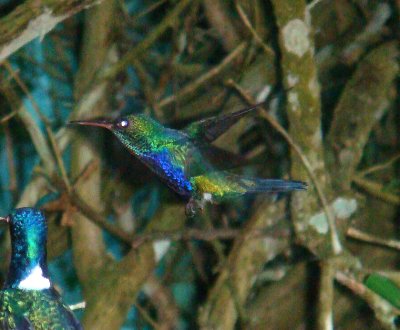 Violet-bellied Hummingbird