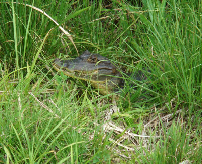 American Crocodile